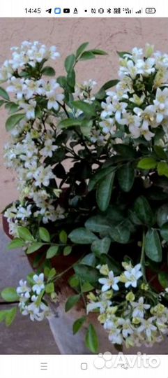 Саженцы Муррайи Метельчатой