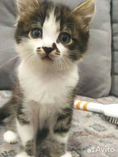 Котенок девочка