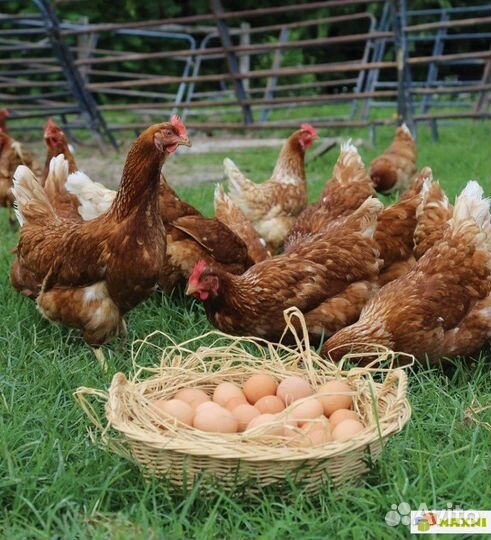 Несушка Ломан Браун /Волжанин