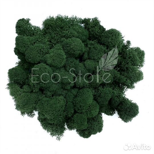 Стабилизированный мох ягель