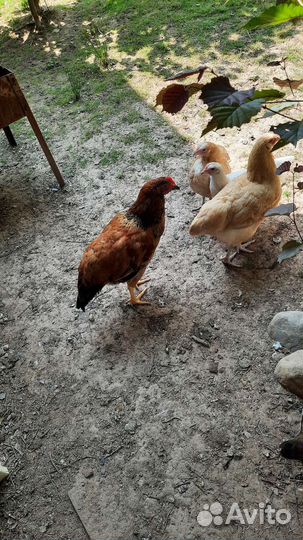 Куры молодые петушки