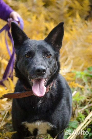 Трëхлапая собачка в поисках счастья