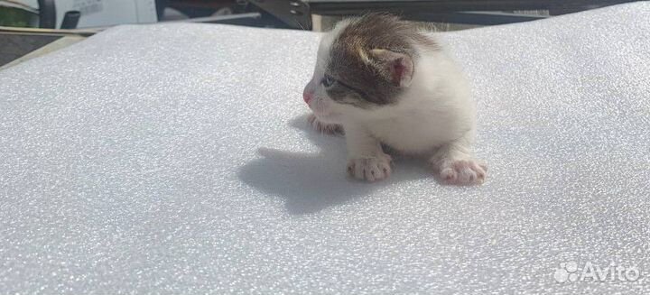 Котятки в добрые руки