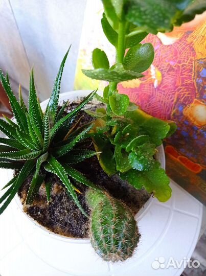 Флорариум кактусы и суккуленты