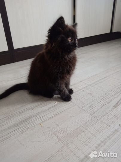 Котёнок ищет дом