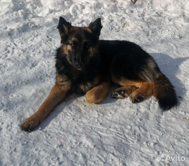 Мини овчарка