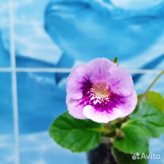 Глоксиния махровая