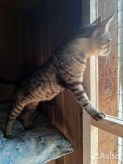 Кот Федя в поисках дома