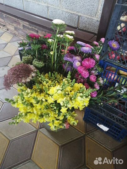 Астра срезка, цветы букеты