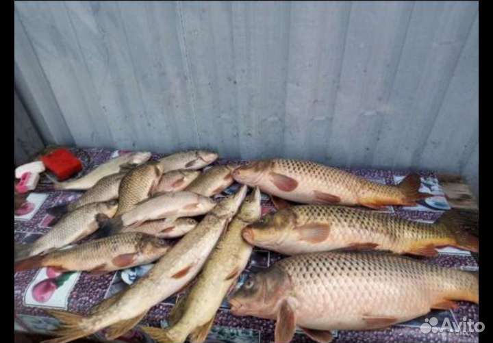 Сдаю дом. Рыбалка, охота, отдых в Астрахани