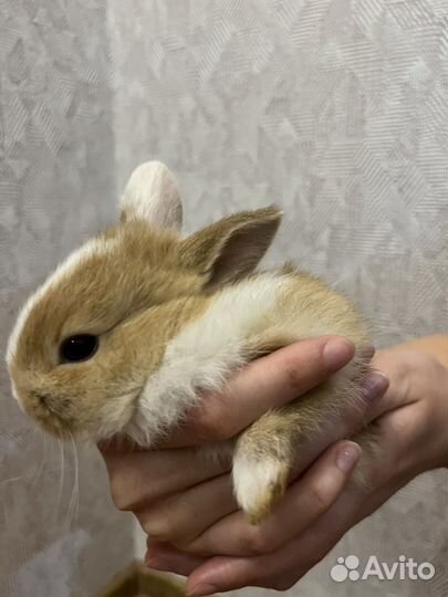 Кролик