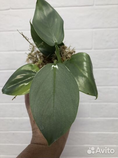 Филодендрон Сильвер Хастатум