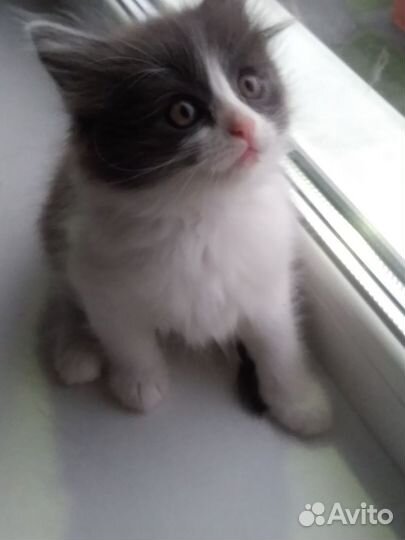 Котик 1.5 месяца