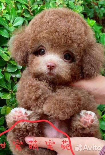 Мальтипу мини Тедди Тикап из Китая