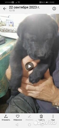 Козочки от высокоудойной козы и собачки