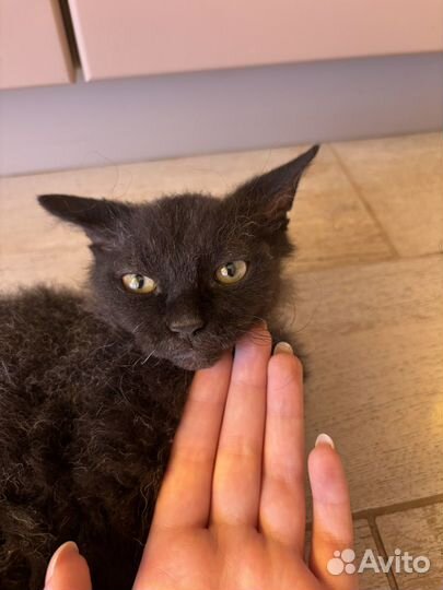 Отдам котенка в добрые руки