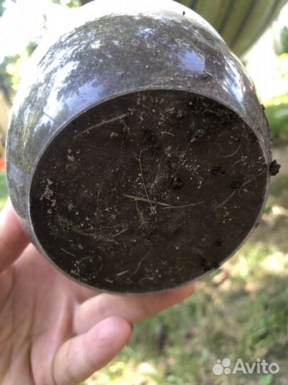 Рассада клубники виктория сорт лорд