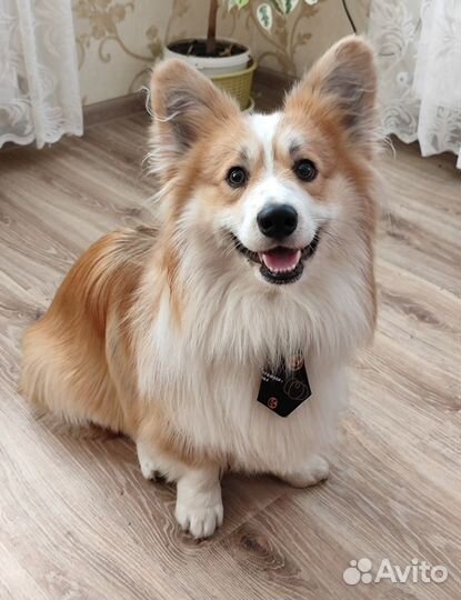 Случка собак