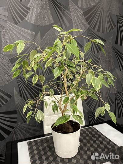 Фикус бенджамина