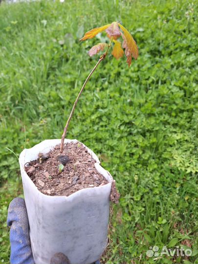 Саженцы дуба и липы