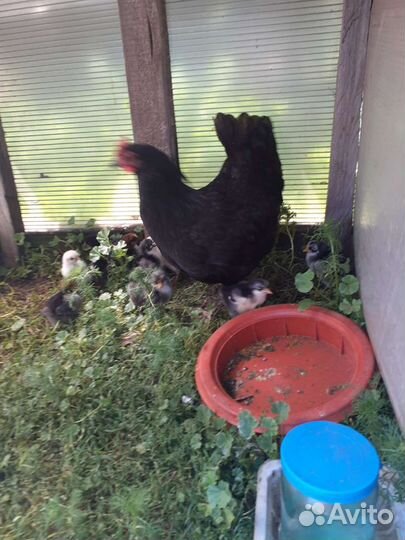 Куры цыплята