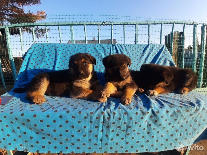 Щенки Овчарки