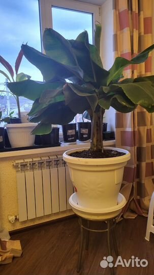 Комнатный банан (оригинальный подарок к 8 марта)