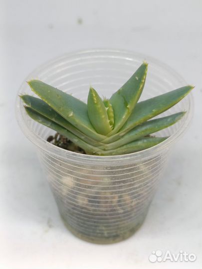 Суккуленты распродажа 150р