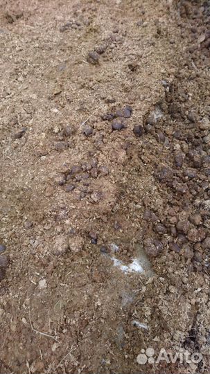 Отдаю конский навоз