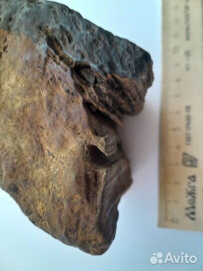 Окаменелое дерево