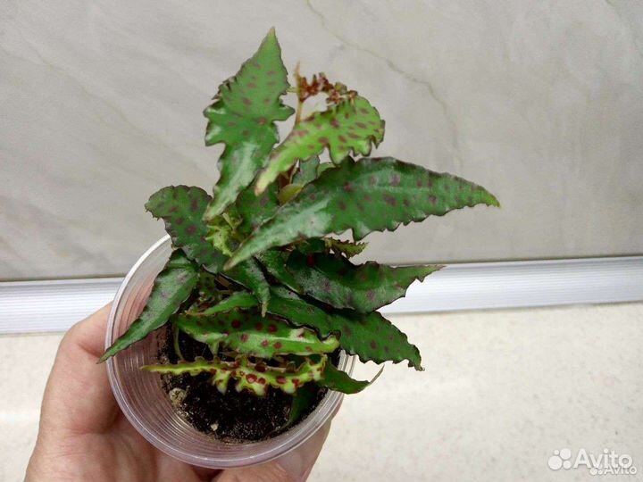 Бегонии, фиалки, пеперомии