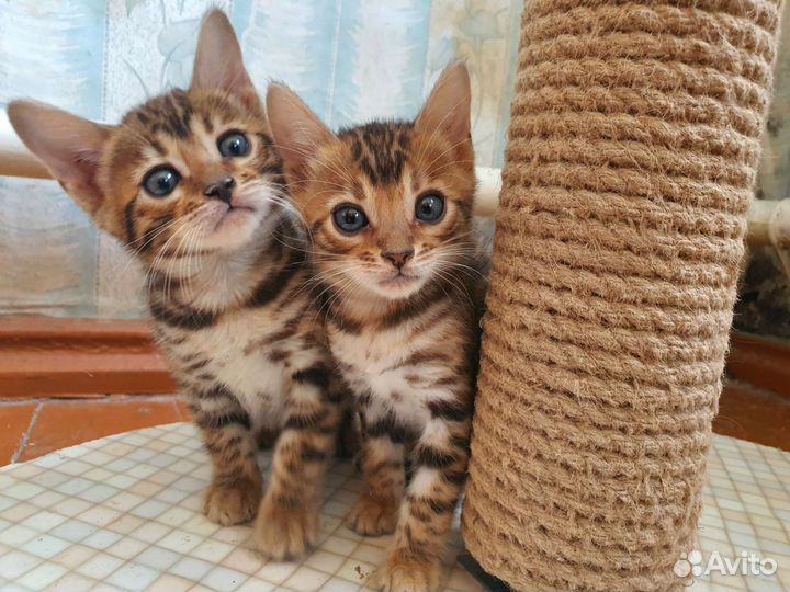 Бенгальские котята