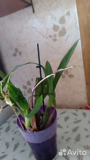 Орхидея Брассия цветущая