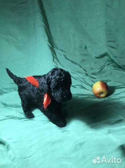 Той-пудель мальчик