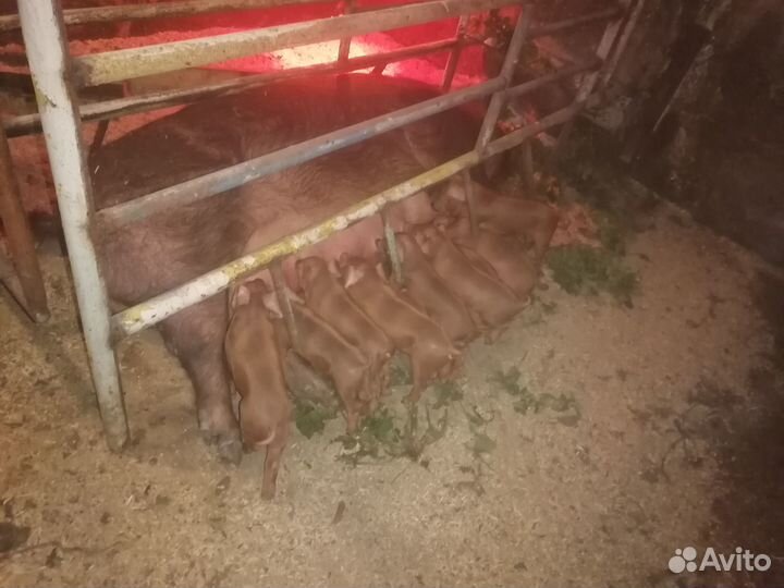 Поросята дюрок