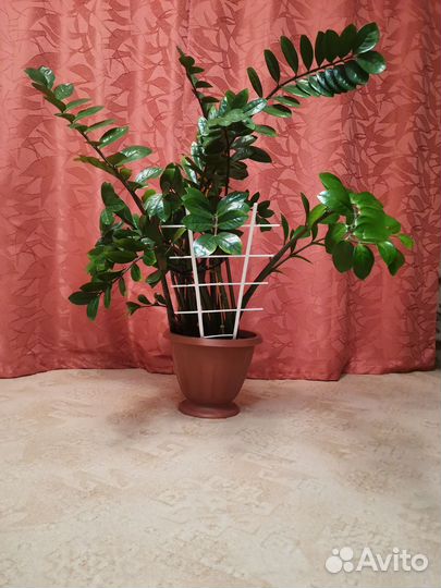 Замиокулькас