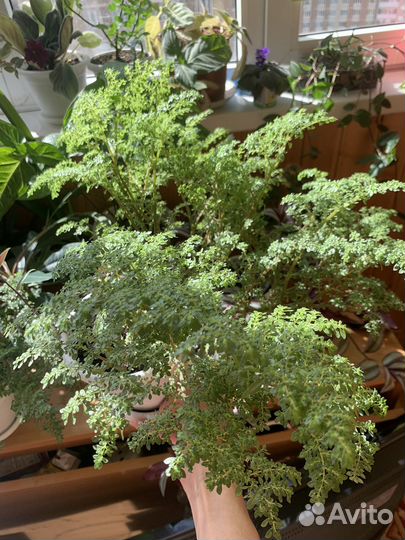 Пилея мелколистная