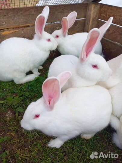 Чистопородные Кролики Белый паннон