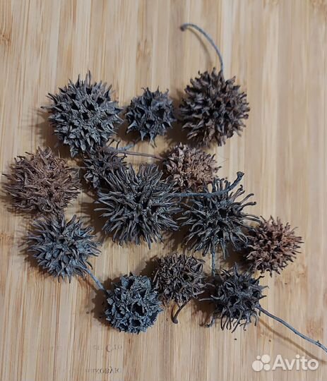 Природные материалы шишки, орехи