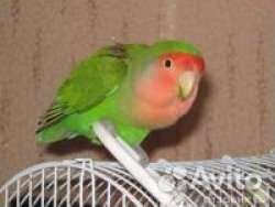 Пара неразлучников