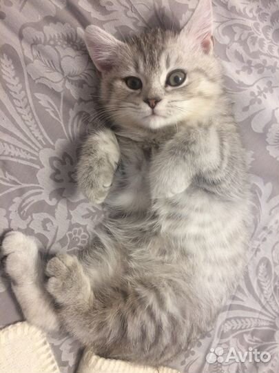 Вязка кот шотландец