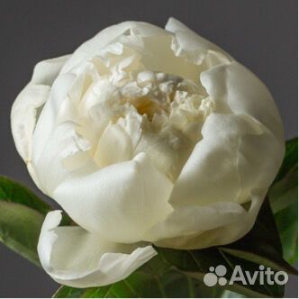 Пионы оптом