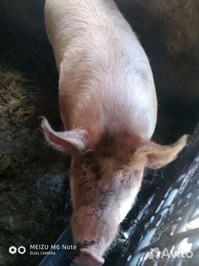 Гусята подрощенные