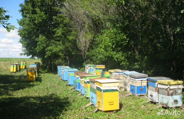 Цветочный мед 2024