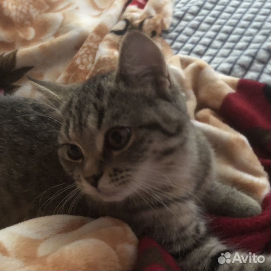 Котенок кошечка