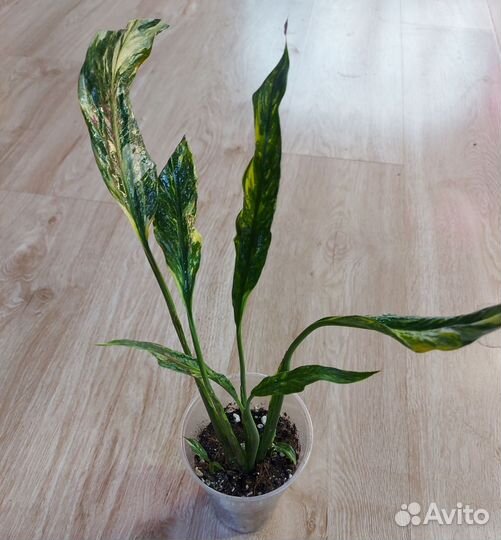 Спатифиллумы, замиакулькасы, карисса