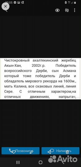 Ахалтекинский жеребец,жеребенок, кобыла