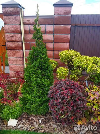 Ель Виллс Цверг