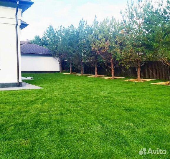 Рулонный газон, посевной газон