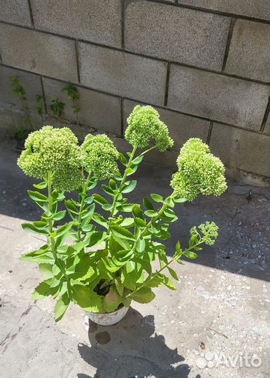 Растения для сада